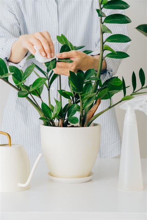 水種植物招財|風水植物｜不只富貴竹！7款招財/招桃花植物推介+不可不知風水 